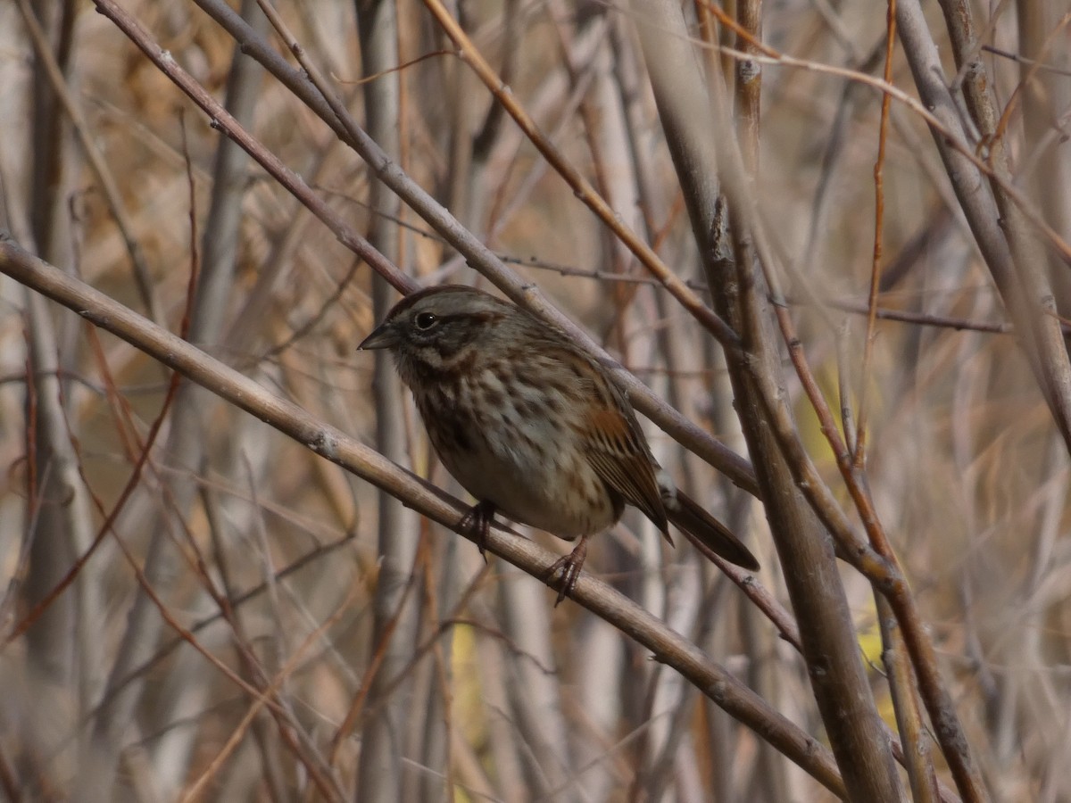 Song Sparrow - ML646955122