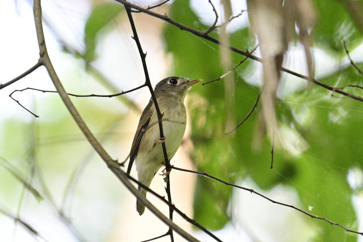 Бамбуковая мухоловка - ML646955123