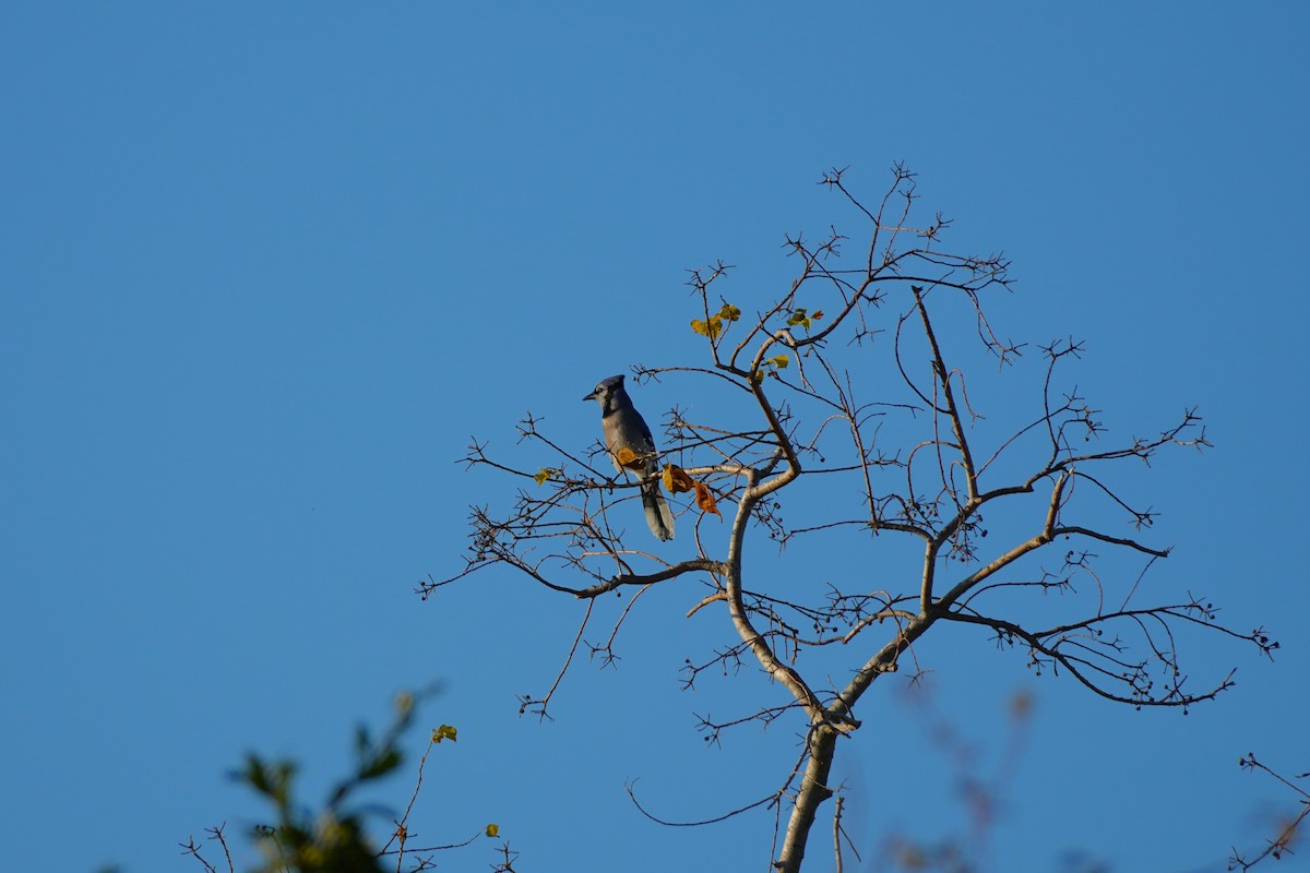 Blue Jay - ML646955131