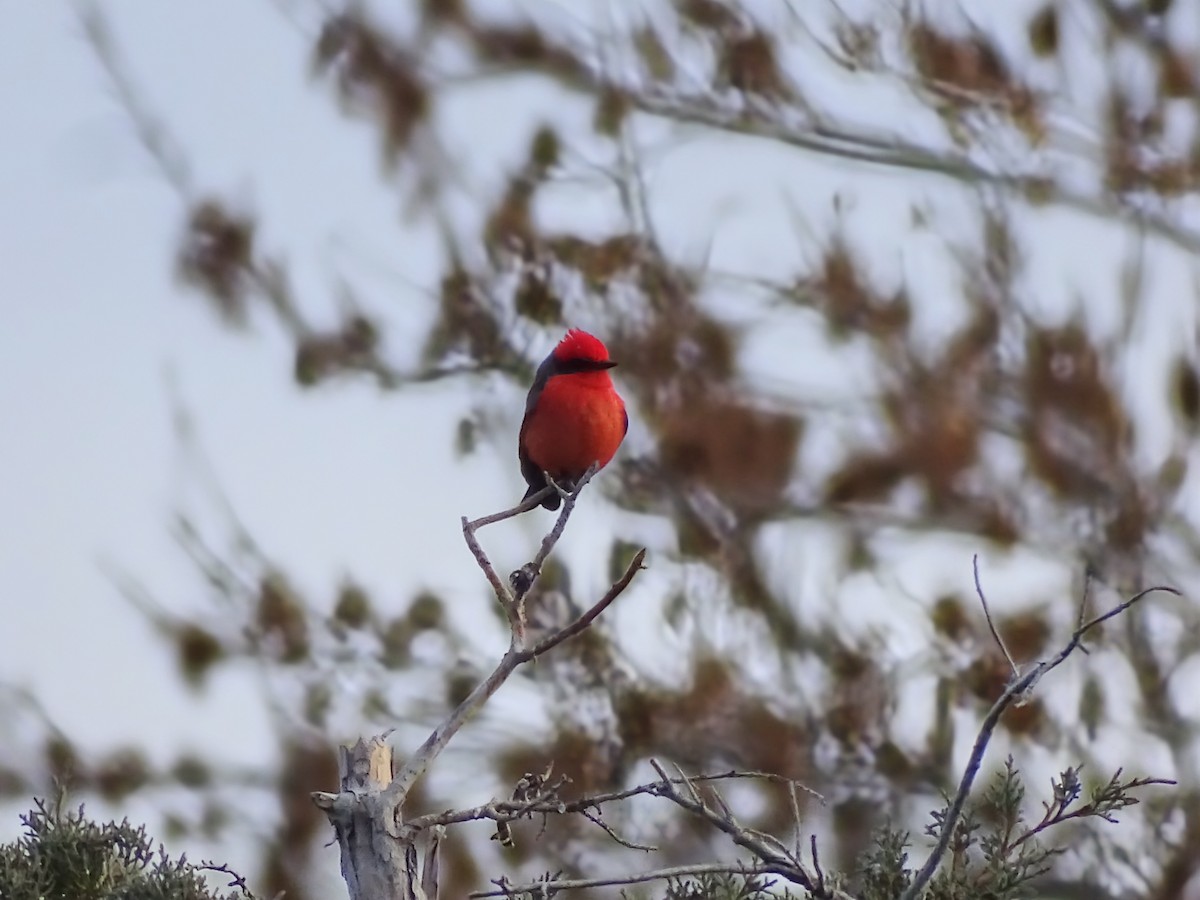 Москверо вогнистий - ML646955140