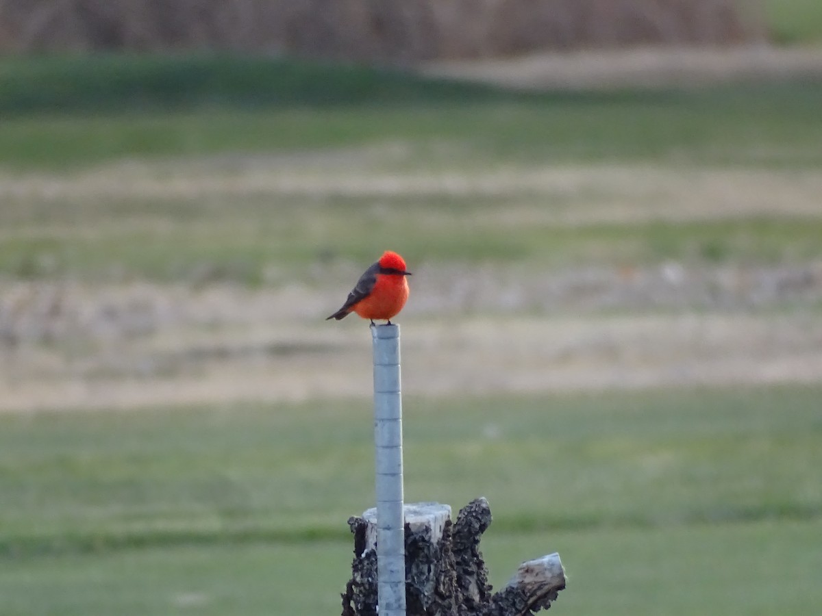 Москверо вогнистий - ML646955141