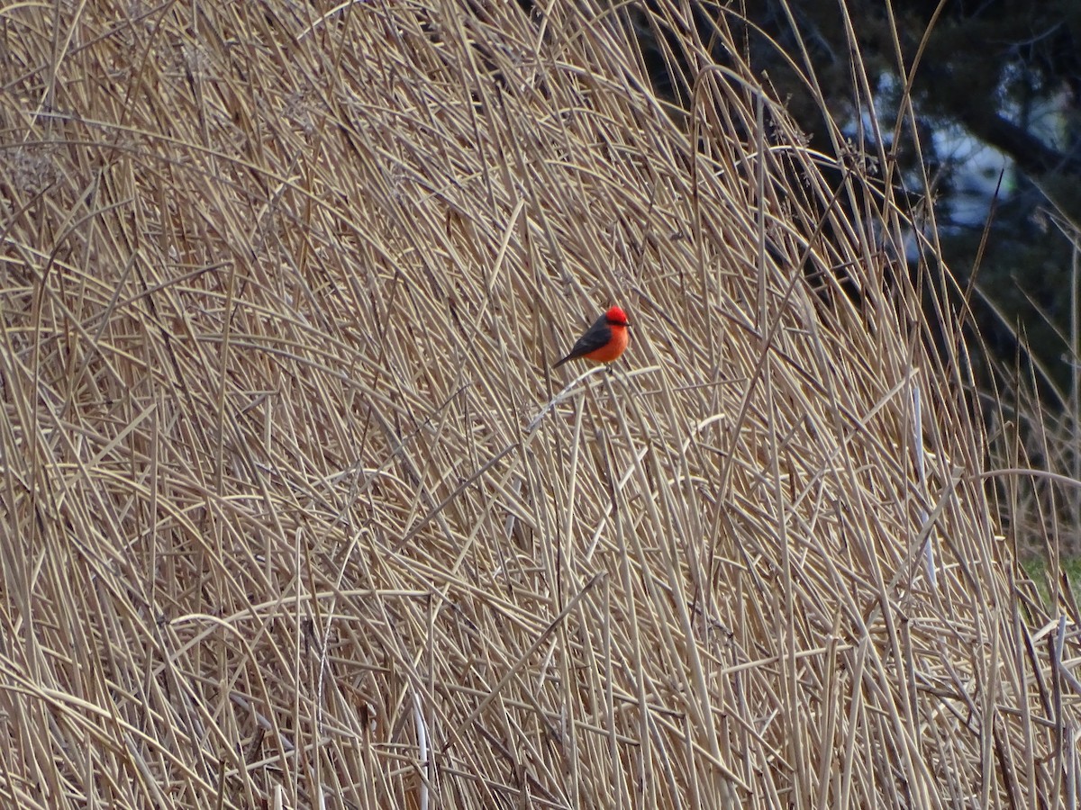 Москверо вогнистий - ML646955142