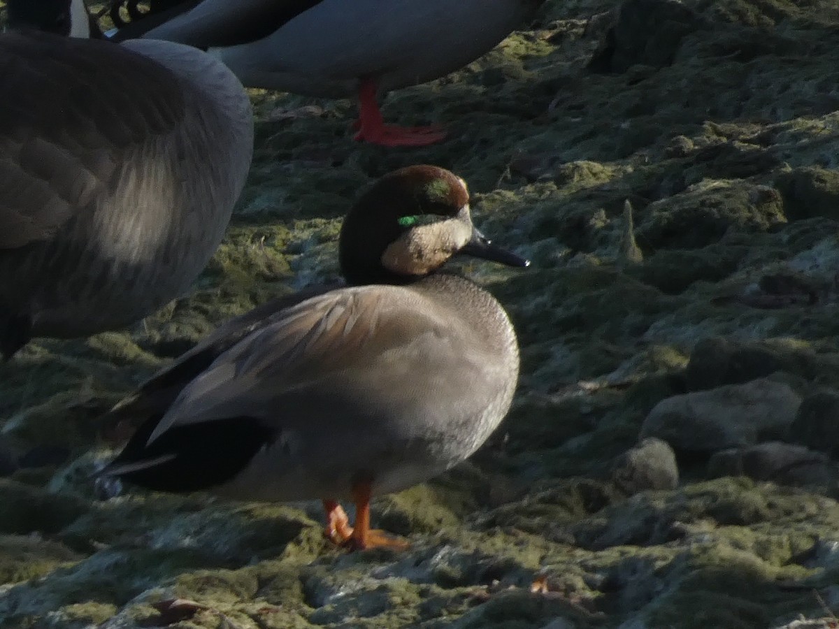 赤膀鴨 - ML646955144