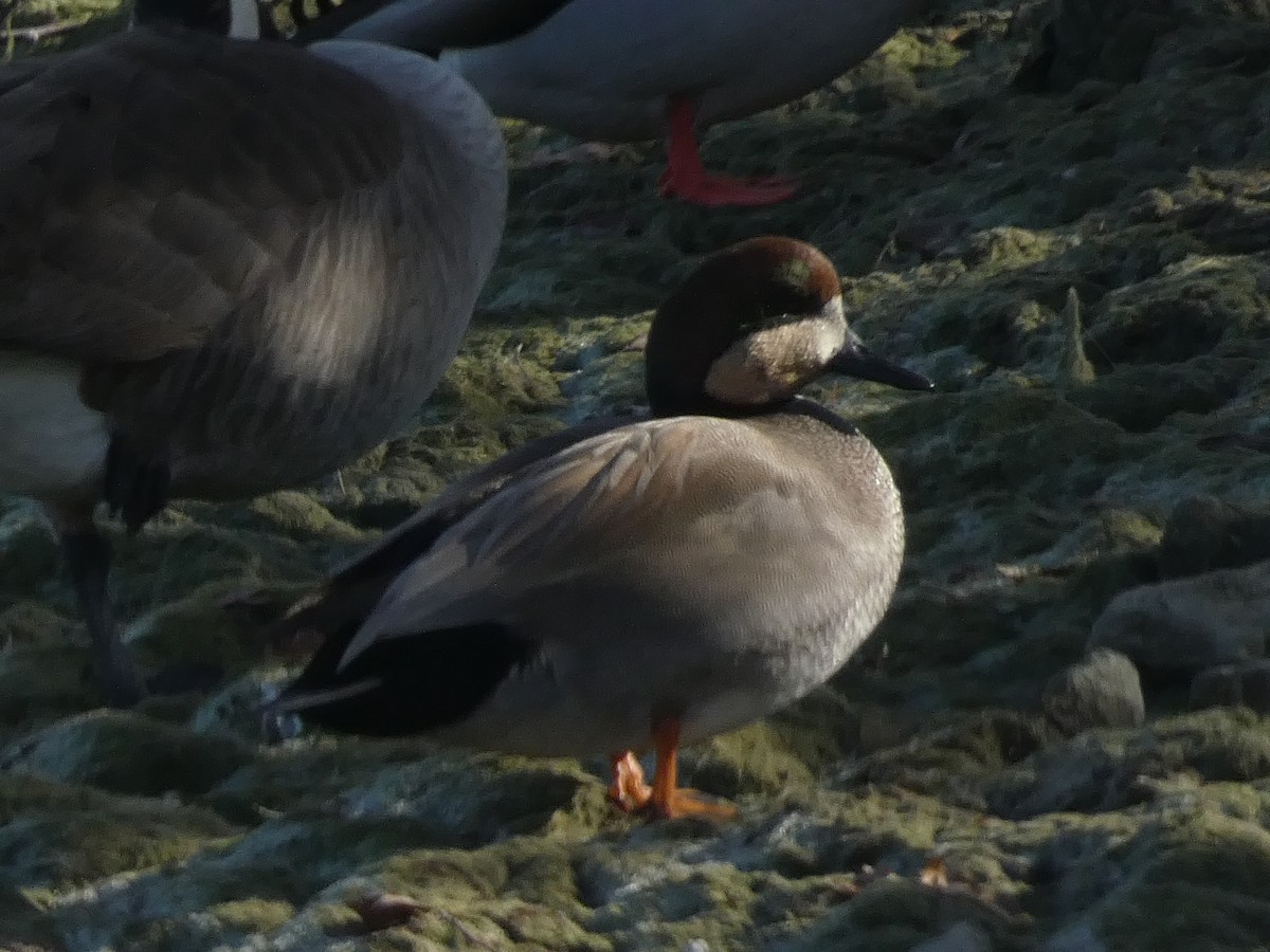 赤膀鴨 - ML646955145