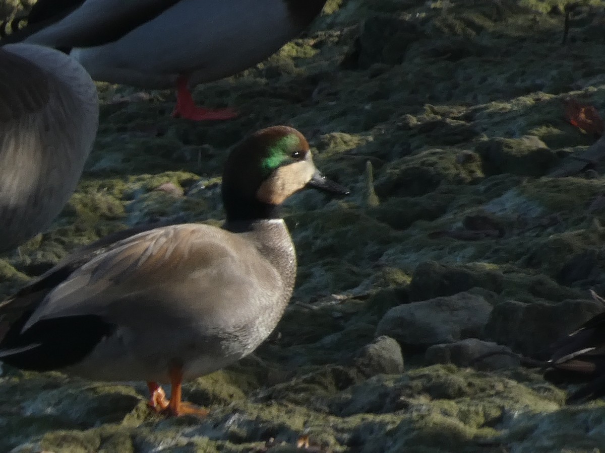 赤膀鴨 - ML646955147