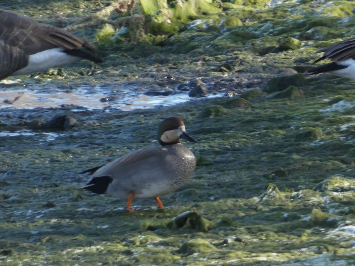 赤膀鴨 - ML646955149