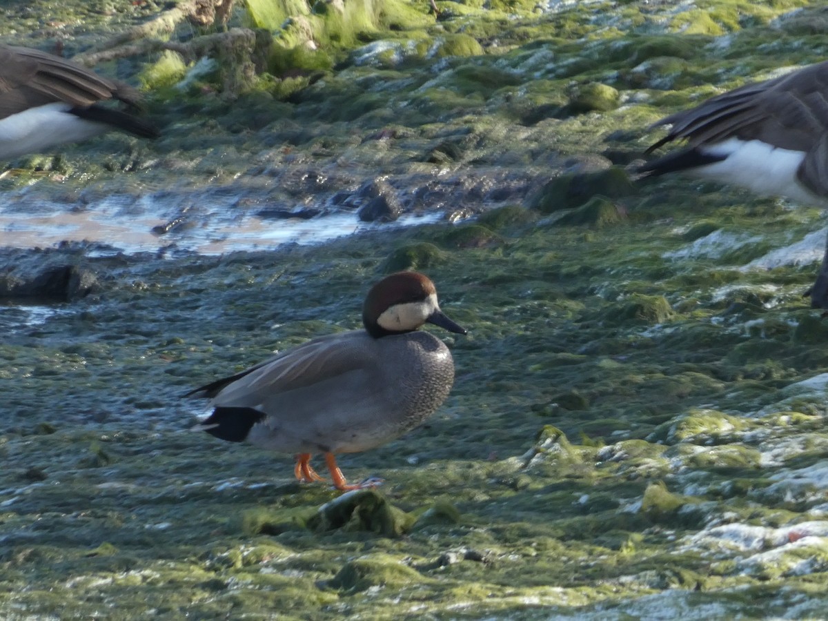 赤膀鴨 - ML646955150