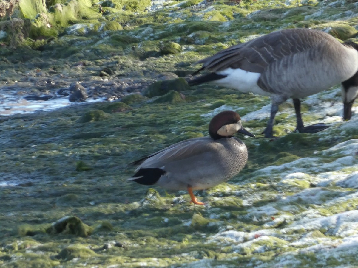 赤膀鴨 - ML646955151