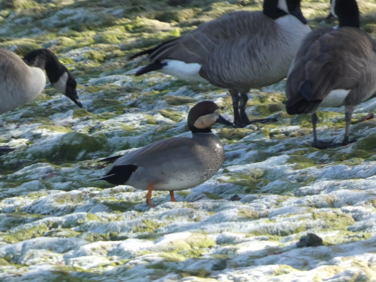 赤膀鴨 - ML646955152