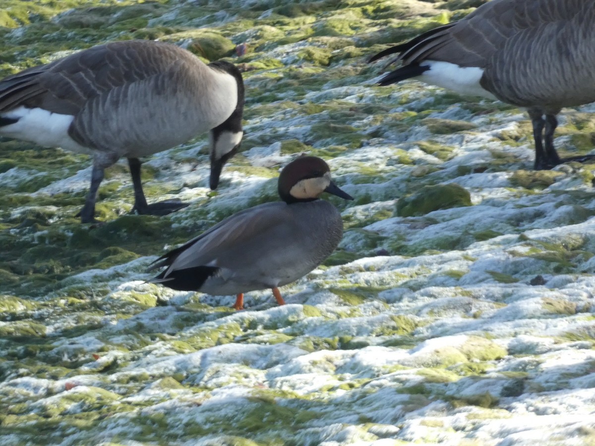 赤膀鴨 - ML646955153