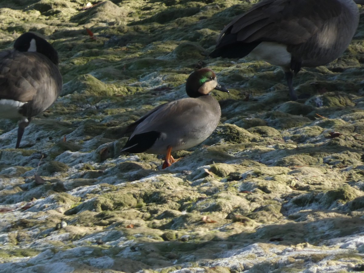 赤膀鴨 - ML646955154