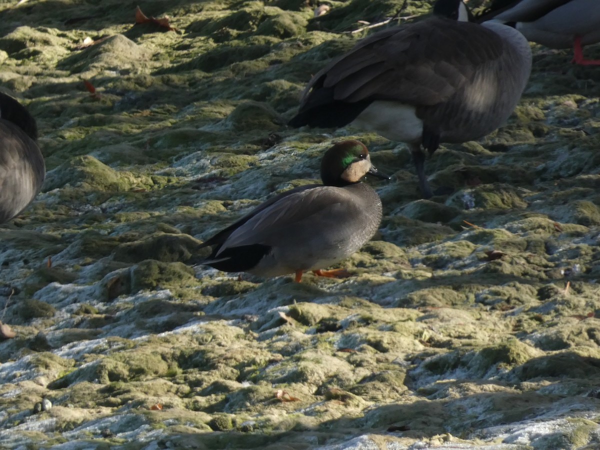 赤膀鴨 - ML646955155