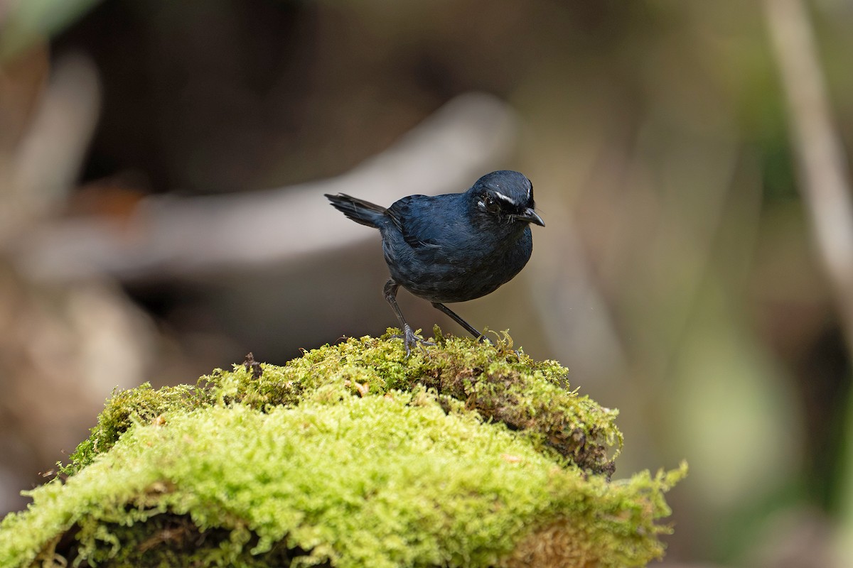 Bornean Shortwing - ML646955162