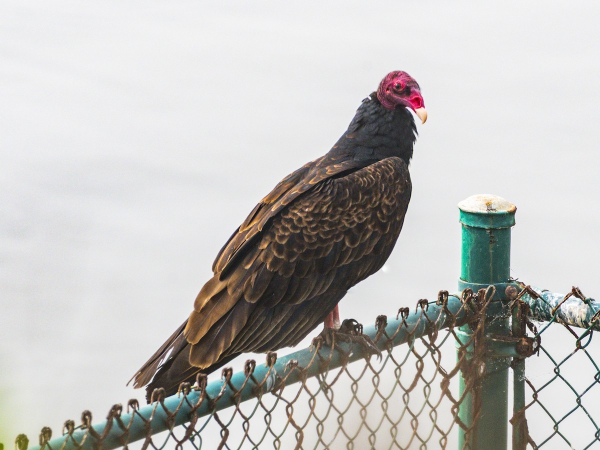 kondor krocanovitý - ML646955164