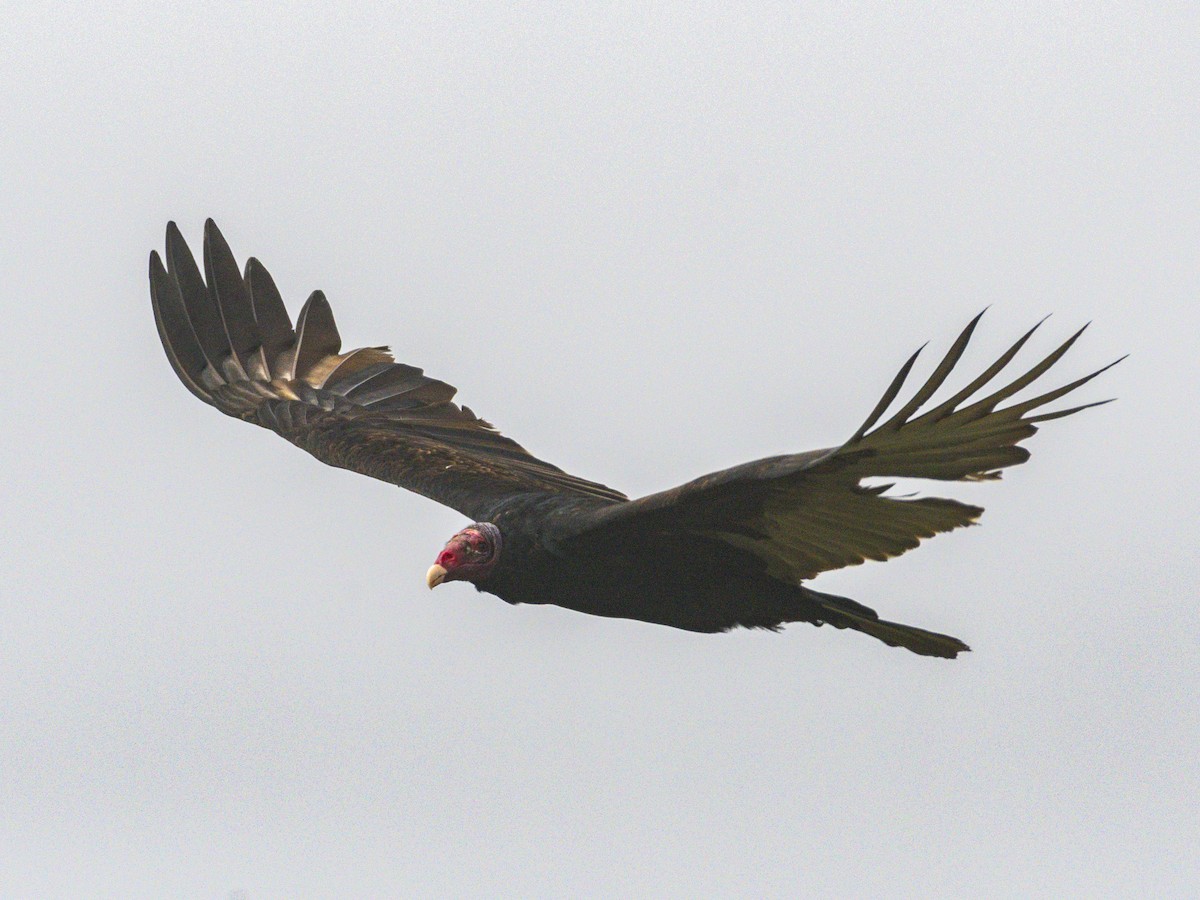 kondor krocanovitý - ML646955165