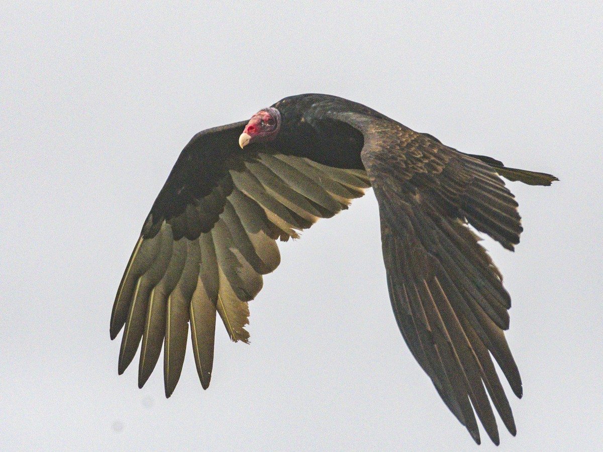 kondor krocanovitý - ML646955166