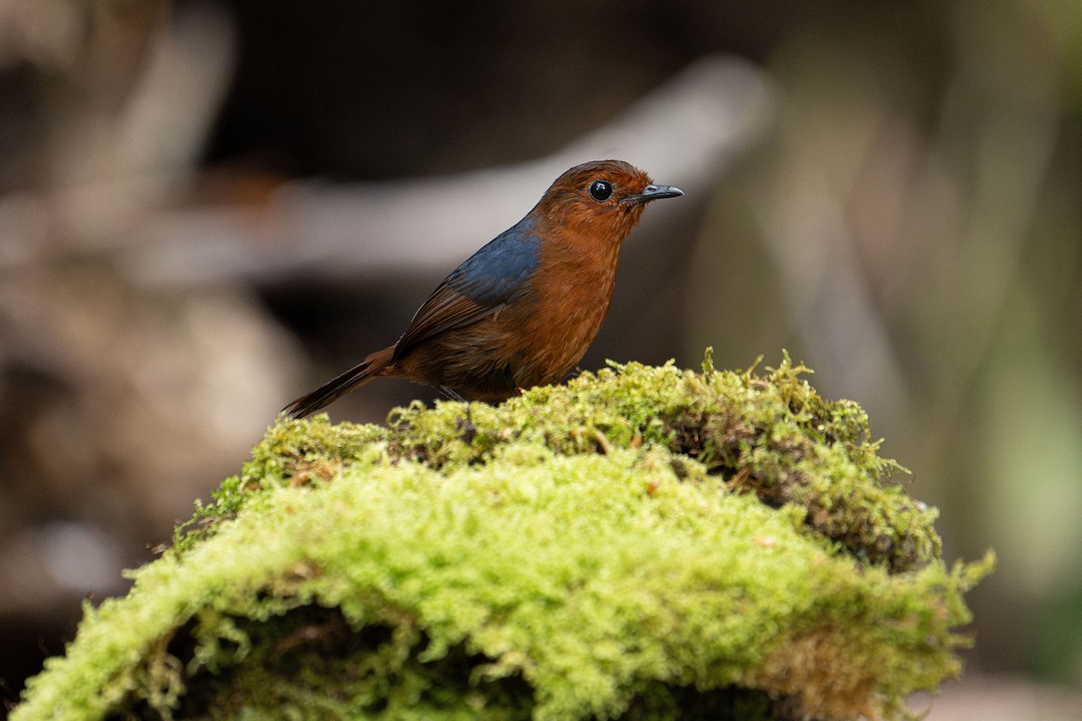 Bornean Shortwing - ML646955167