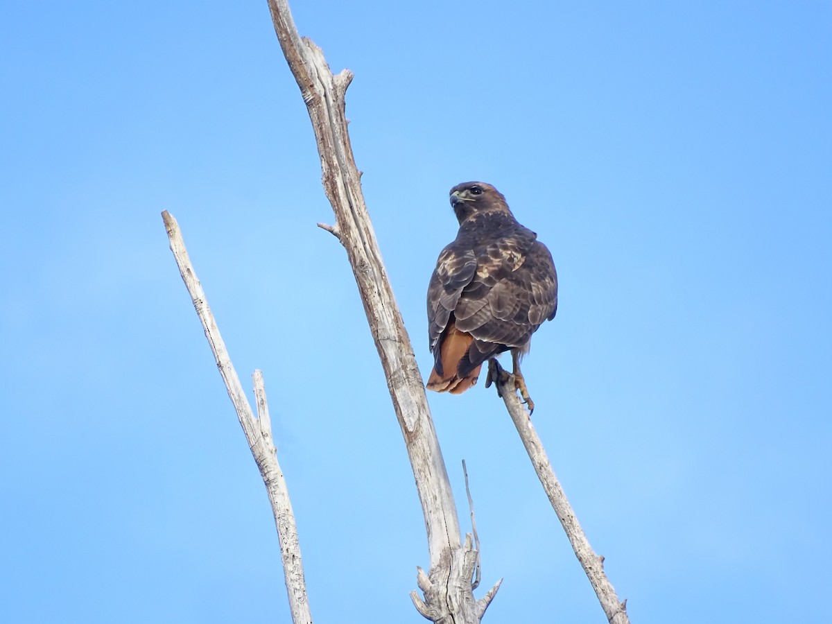 Канюк неоарктичний - ML646955171