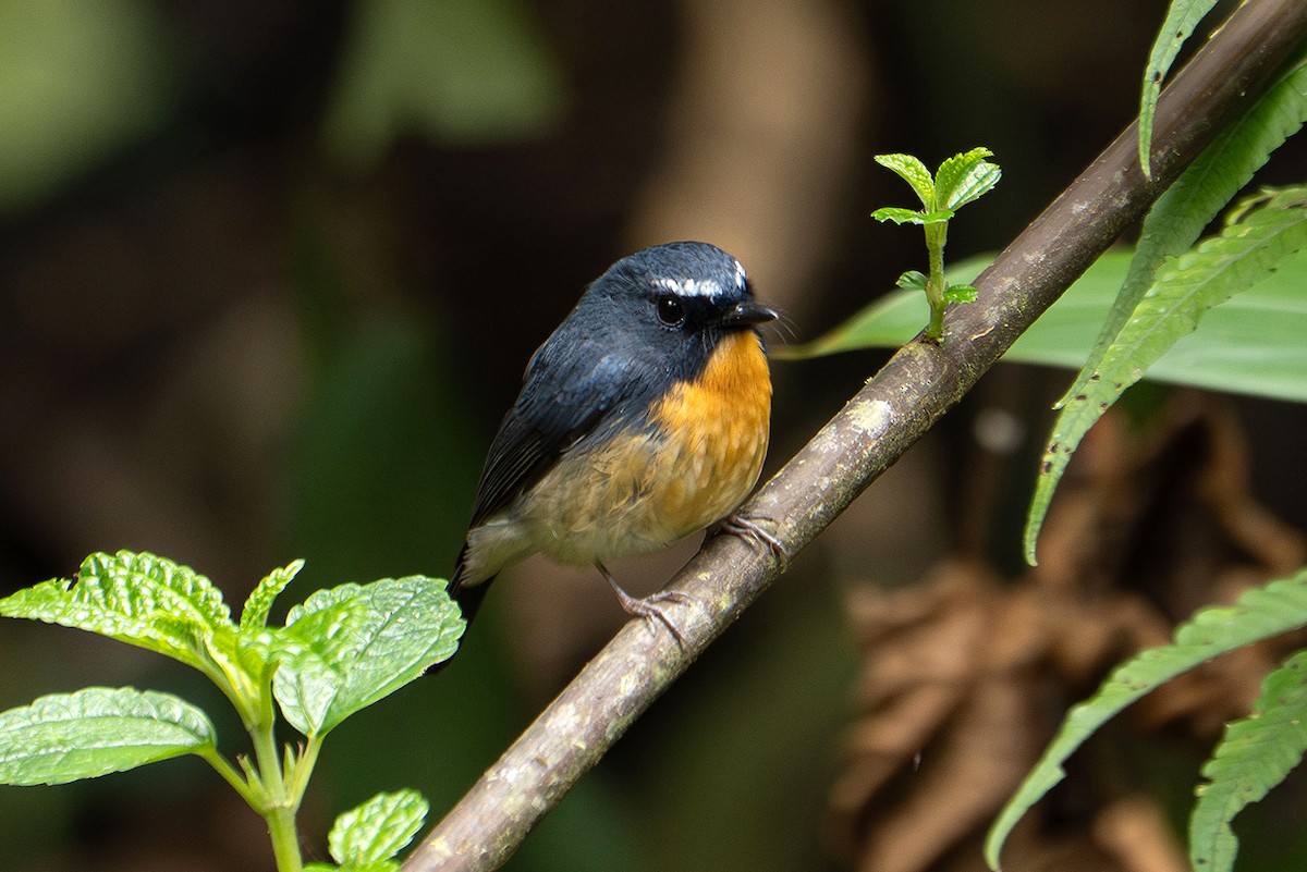 aurorafluesnapper - ML646955174