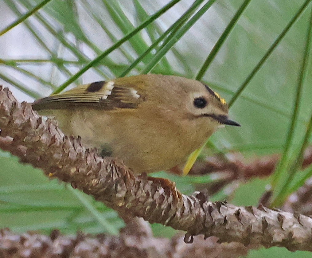 Goldcrest - ML646955186