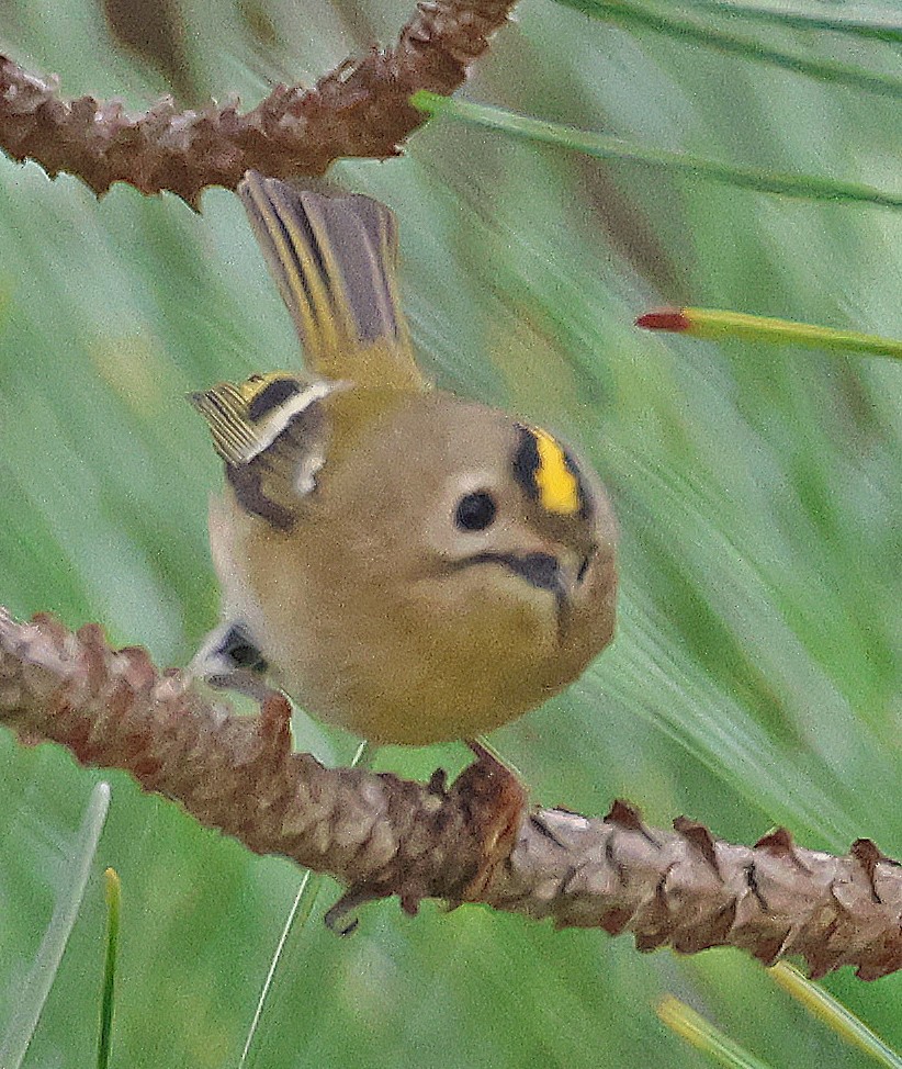 Goldcrest - ML646955187