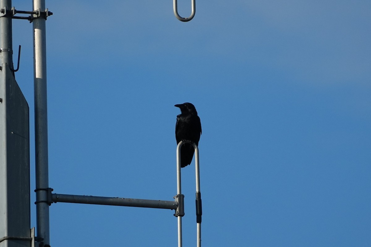 Balıkçı Karga - ML646955190