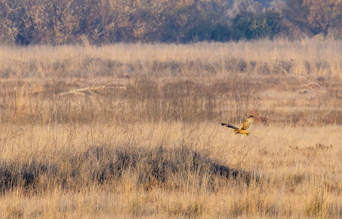 Short-eared Owl - ML646955192