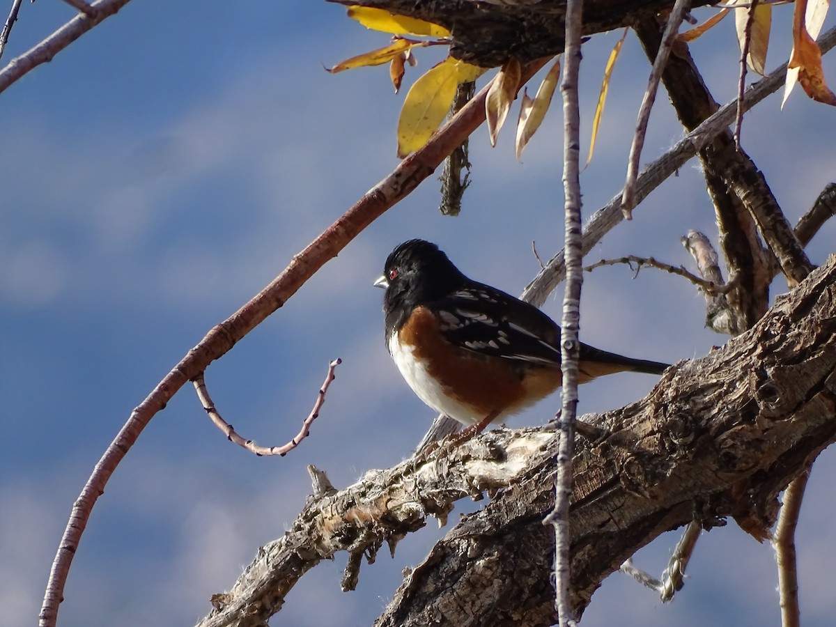 Тауї плямистий - ML646955193