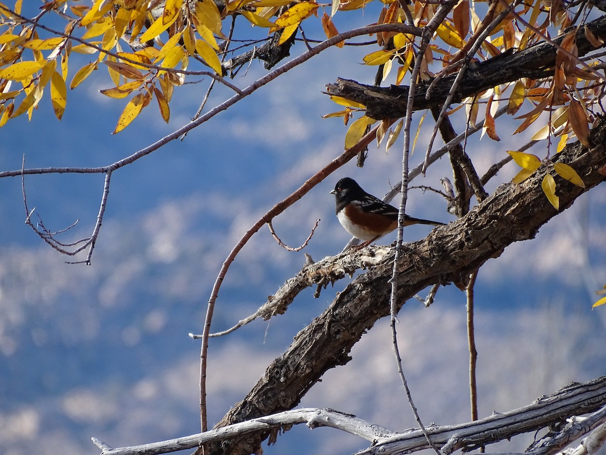 Тауї плямистий - ML646955194