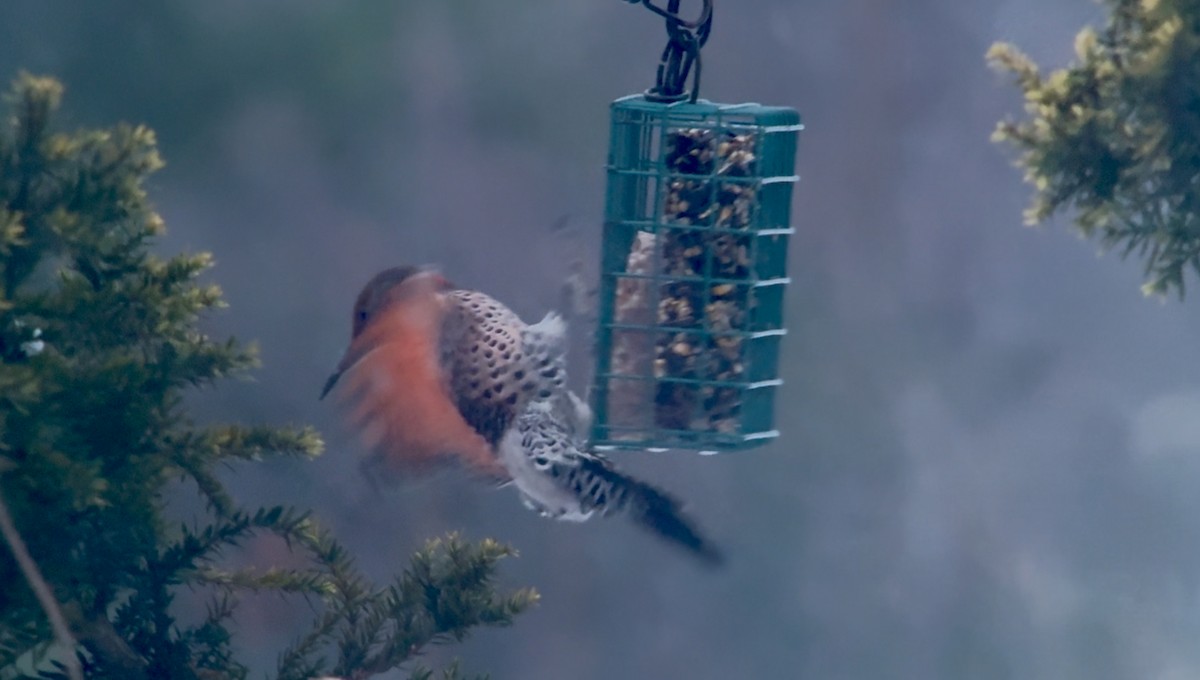 ハシボソキツツキ（luteus ｘ cafer） - ML646955200