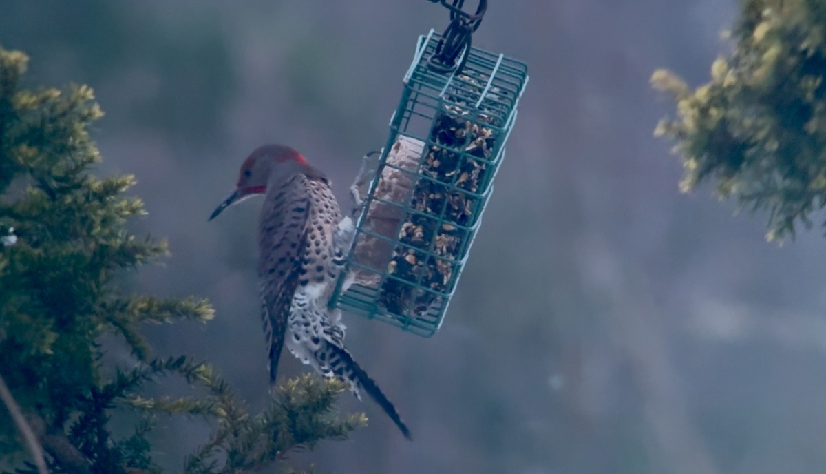 ハシボソキツツキ（luteus ｘ cafer） - ML646955201