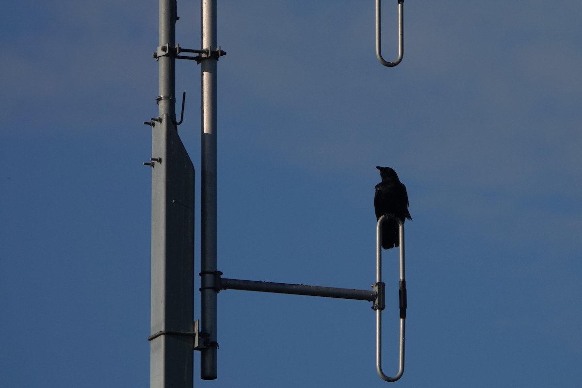 Balıkçı Karga - ML646955202