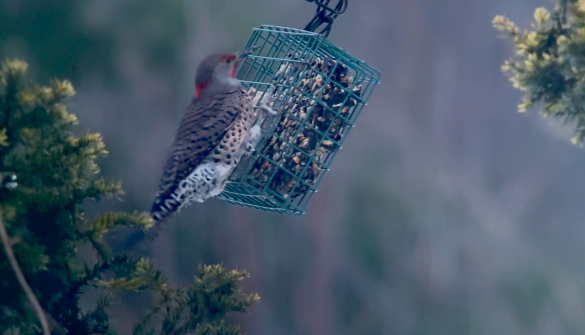 ハシボソキツツキ（luteus ｘ cafer） - ML646955207