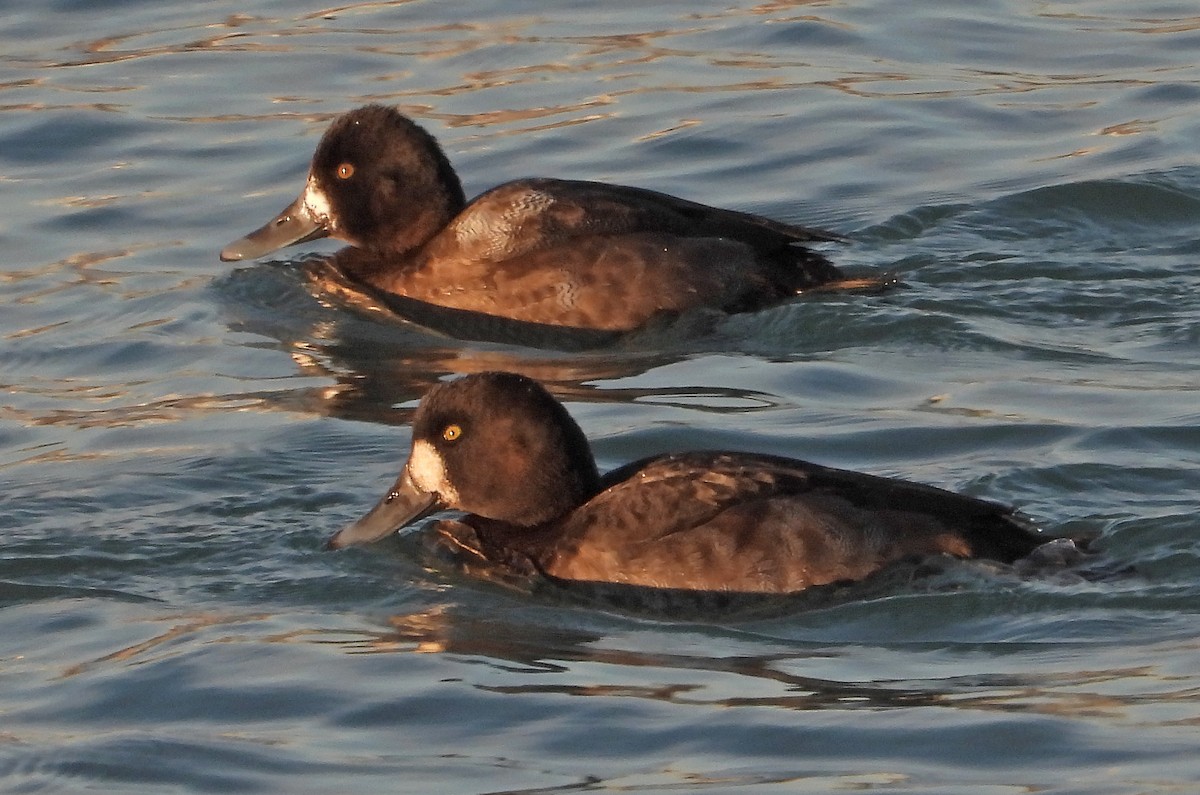 Greater Scaup - ML646955209