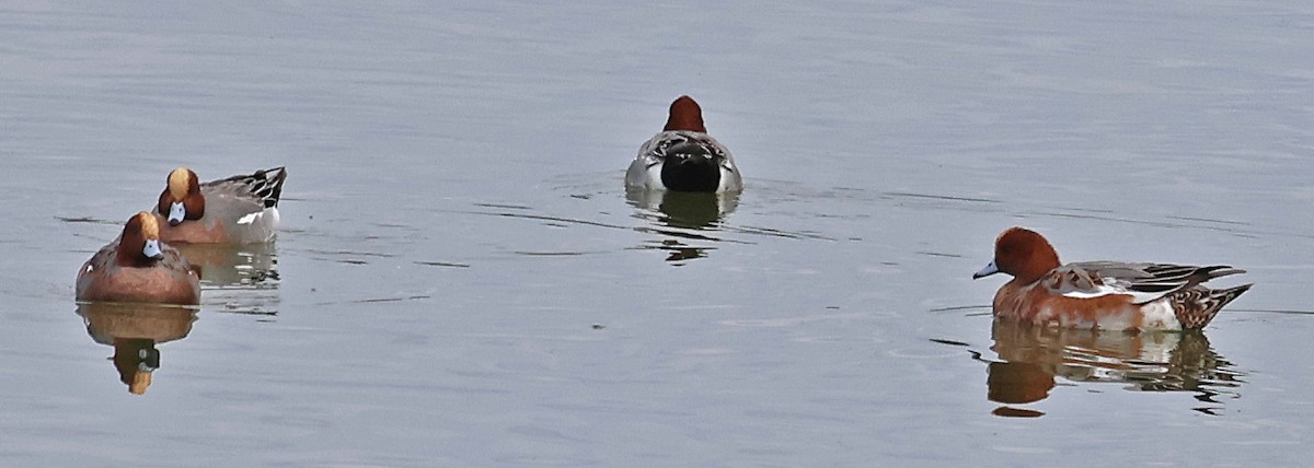 Eurasian Wigeon - ML646955211