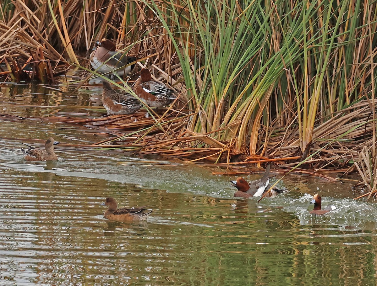Eurasian Wigeon - ML646955212