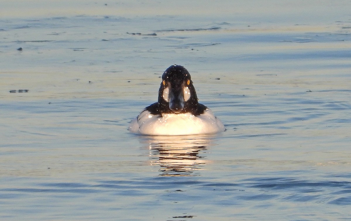 Гоголь - ML646955220