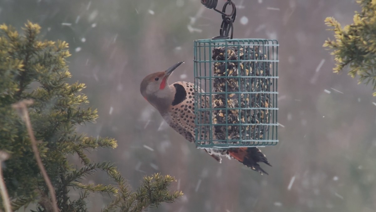 ハシボソキツツキ（luteus ｘ cafer） - ML646955222