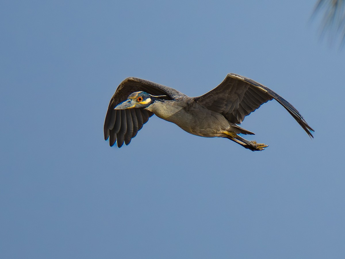 Yellow-crowned Night Heron - ML646955223
