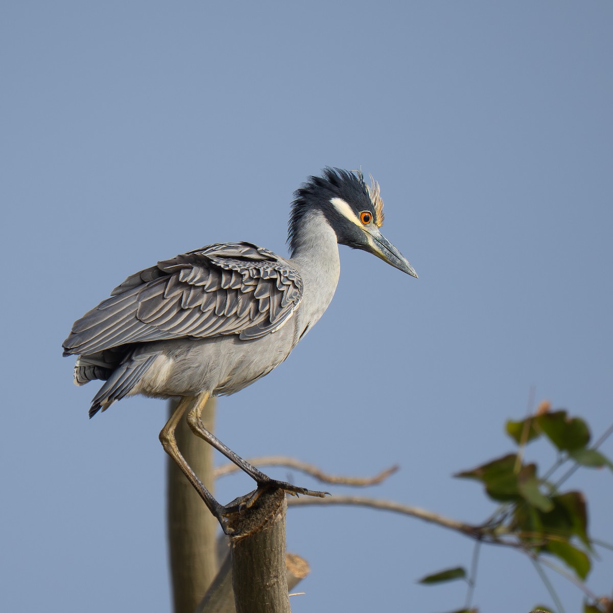 Yellow-crowned Night Heron - ML646955225
