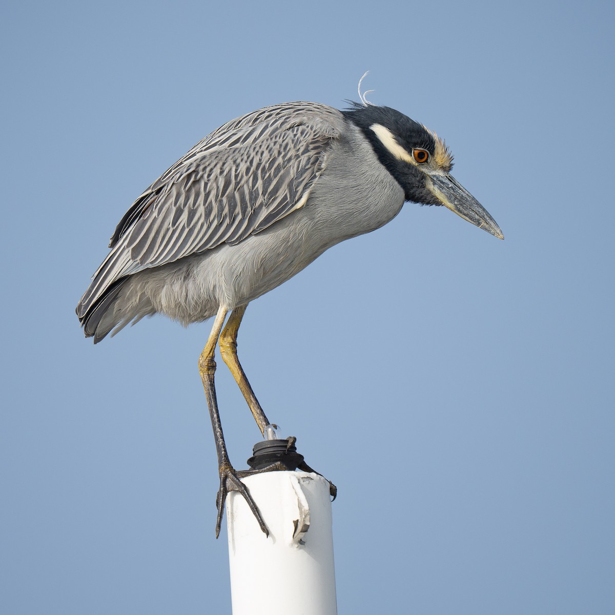 Yellow-crowned Night Heron - ML646955226