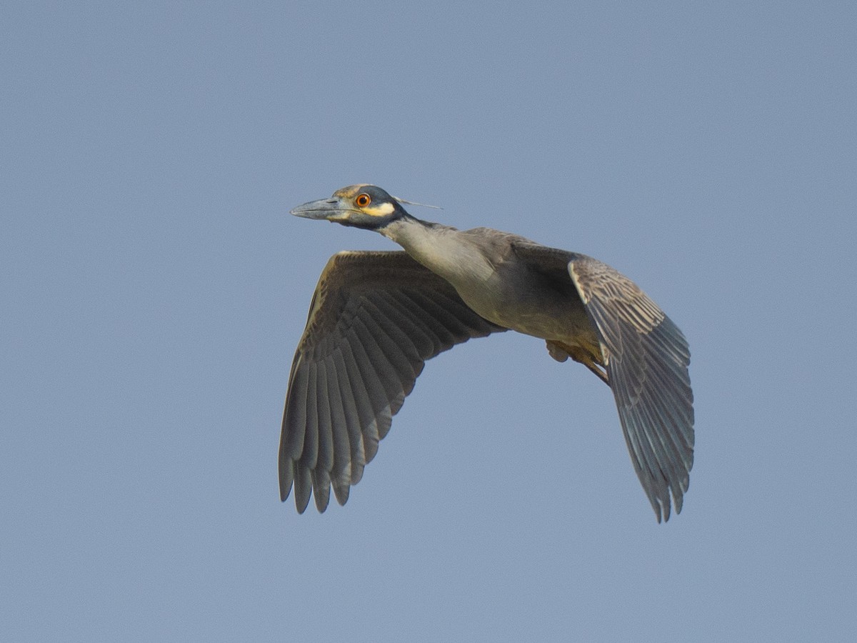 Yellow-crowned Night Heron - ML646955227