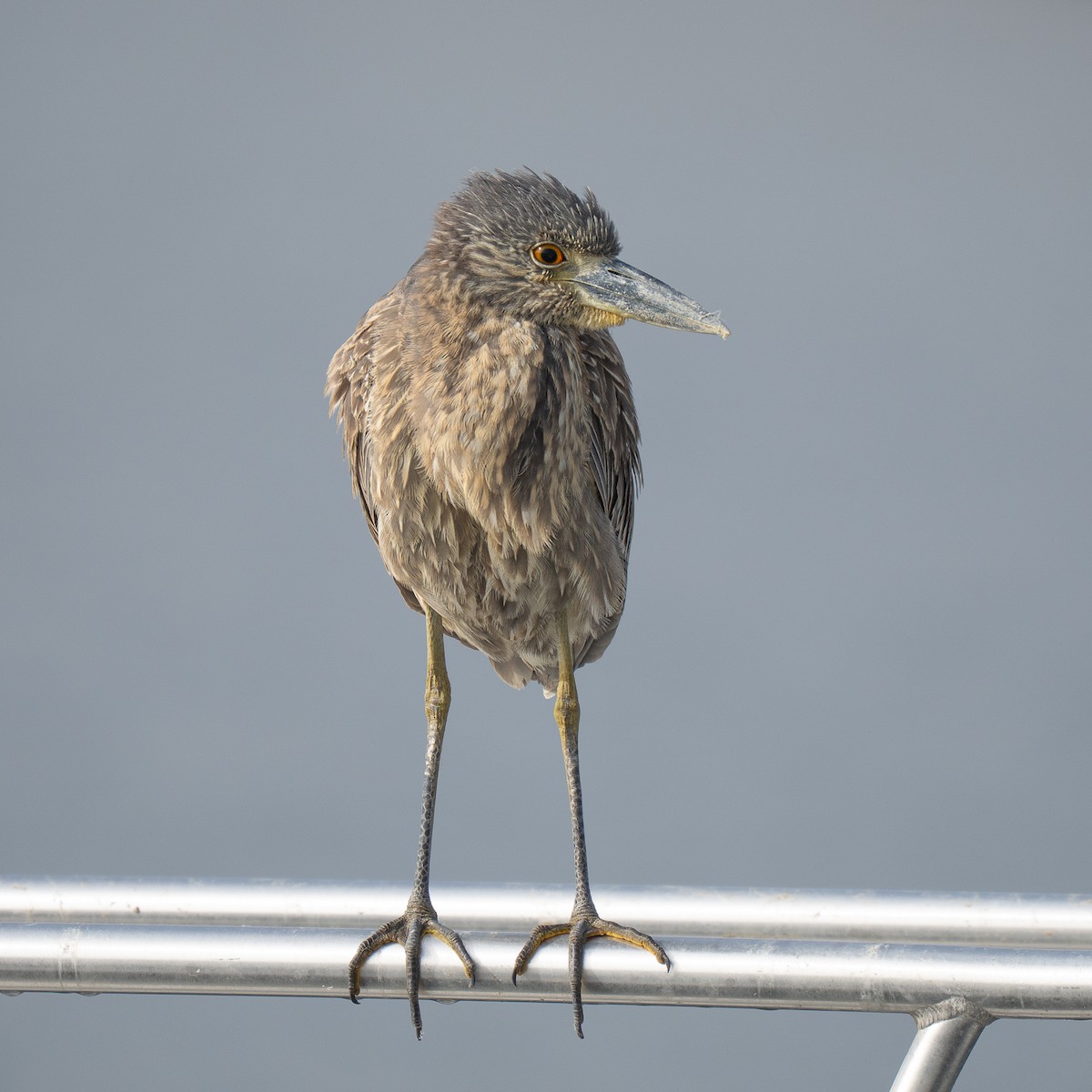 Yellow-crowned Night Heron - ML646955228