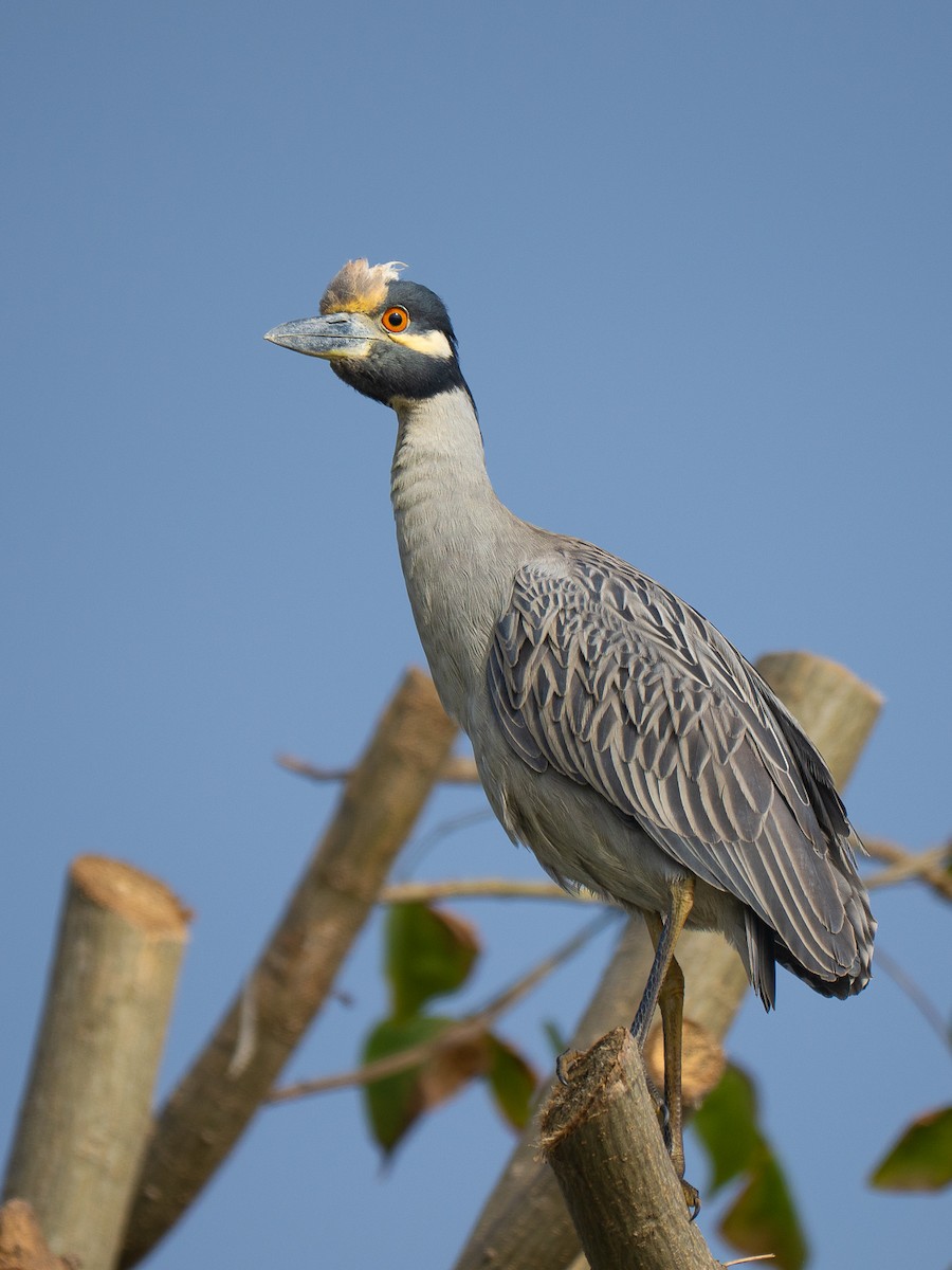 Yellow-crowned Night Heron - ML646955229