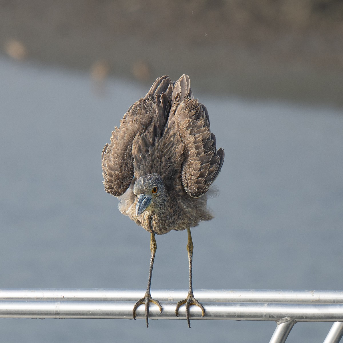 Yellow-crowned Night Heron - ML646955230