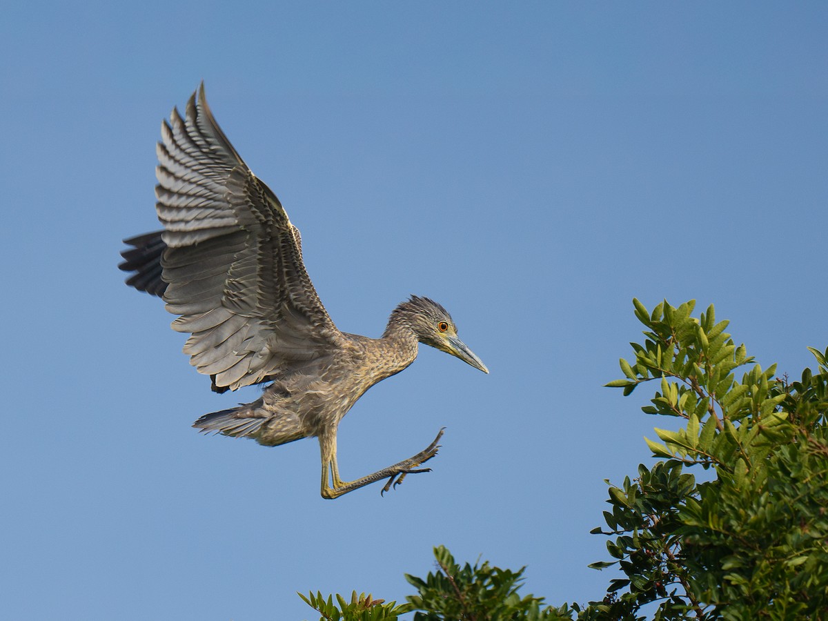 Yellow-crowned Night Heron - ML646955231