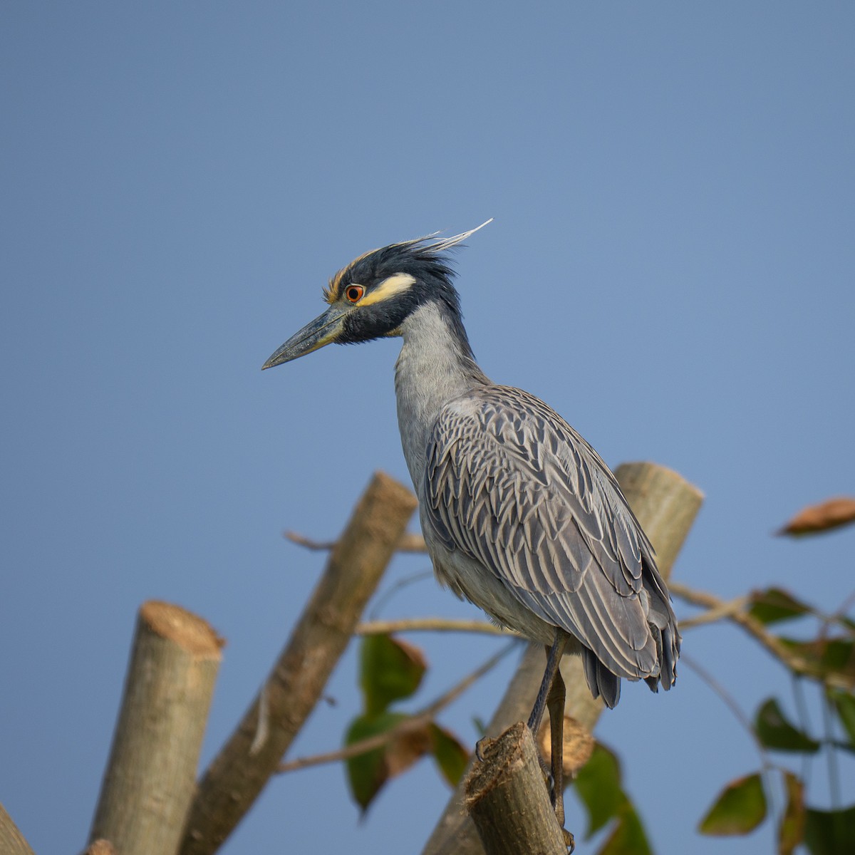 Yellow-crowned Night Heron - ML646955232