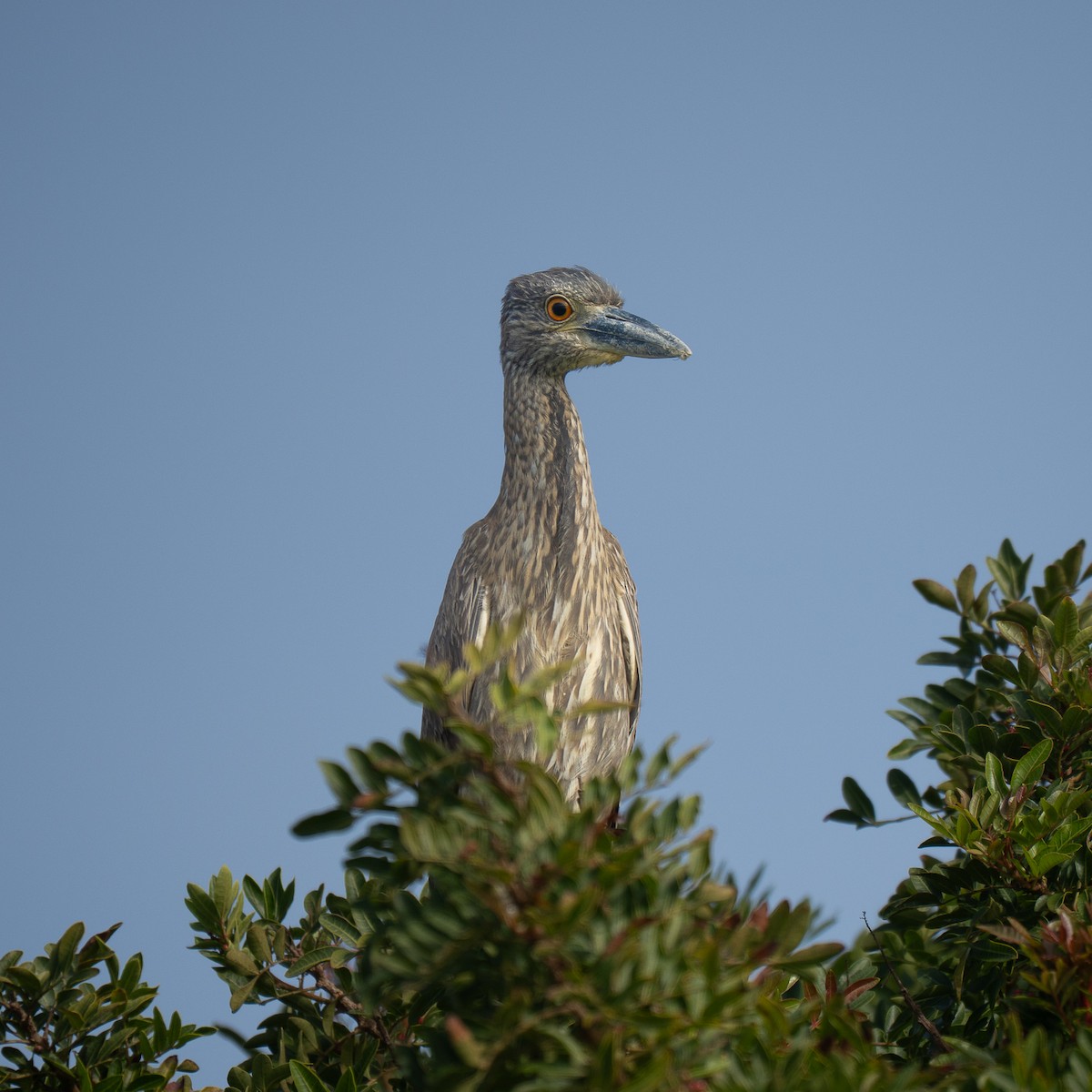 Yellow-crowned Night Heron - ML646955233
