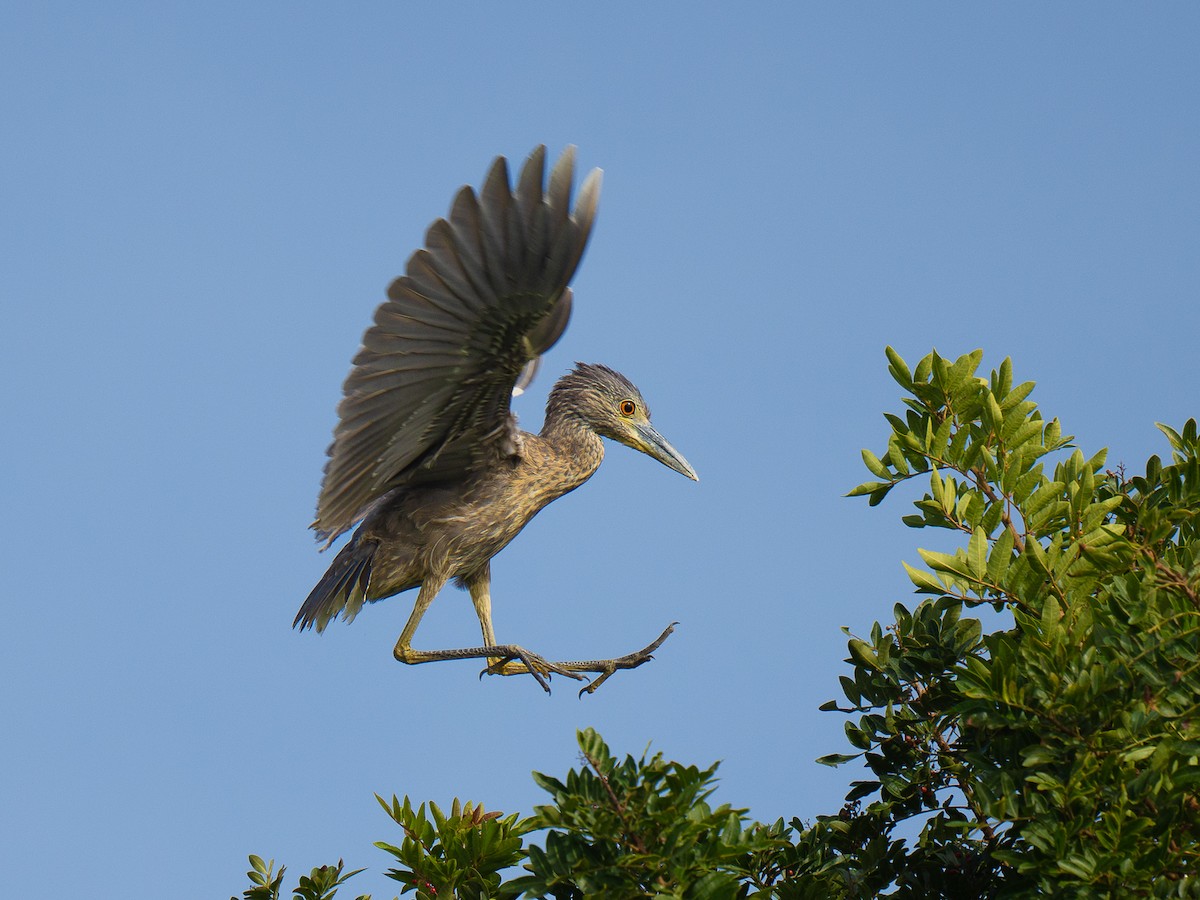 Yellow-crowned Night Heron - ML646955234