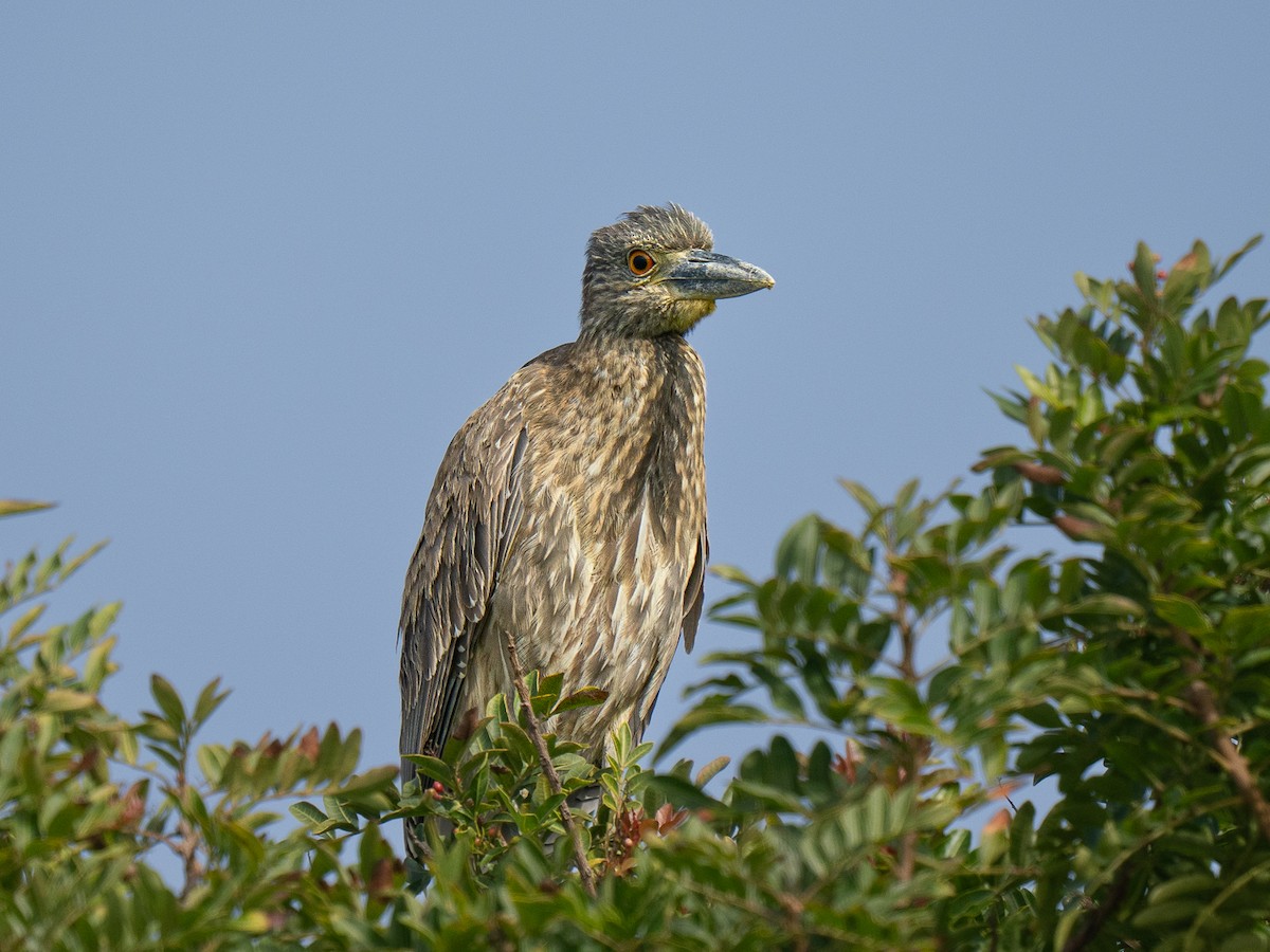 Yellow-crowned Night Heron - ML646955235
